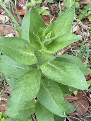Plectocephalus americanus