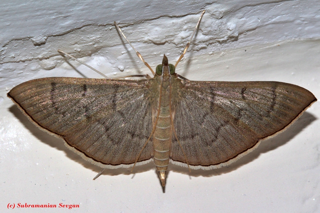 Lamprosema niphealis