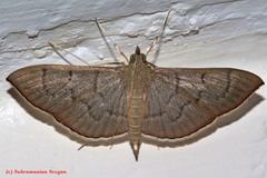 Lamprosema