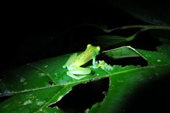 Cochranella granulosa