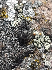 Phidippus purpuratus