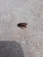 Elateridae
