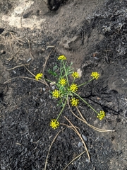 Lomatium ambiguum