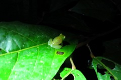 Cochranella granulosa