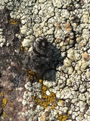 Phidippus purpuratus