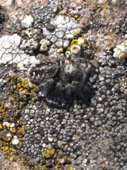 Phidippus purpuratus