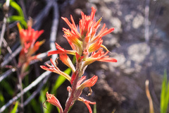 Castilleja subinclusa