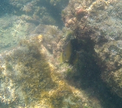 Stegastes rectifraenum