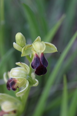 Ophrys fusca funerea