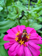 Phytomia