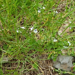 Veronica serpyllifolia