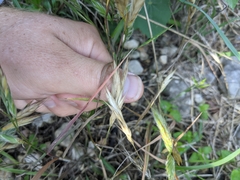 Bromus lanceolatus