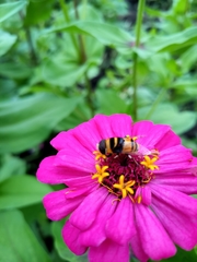 Phytomia