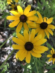 Rudbeckia hirta image