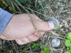 Bromus lanceolatus