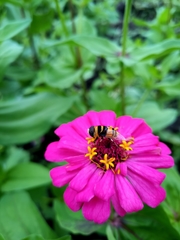 Phytomia