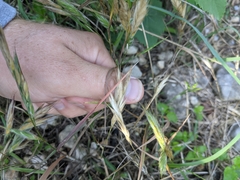 Bromus lanceolatus