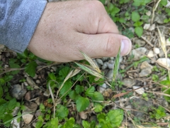 Bromus lanceolatus