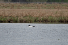 Mergus merganser