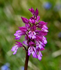 Orchis × hybrida