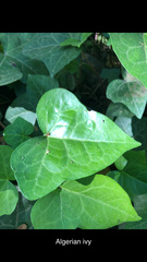 Hedera algeriensis