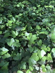 Hedera algeriensis