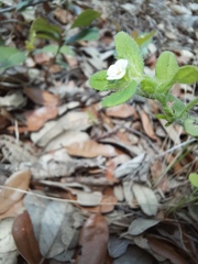 Lithospermum matamorense