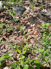 Lithospermum matamorense