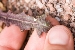 Streptanthus glandulosus glandulosus
