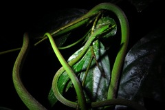 Oxybelis brevirostris