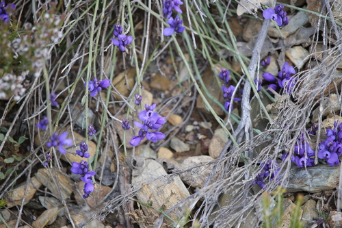 Polygala microphylla