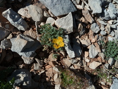 Papaver alpinum