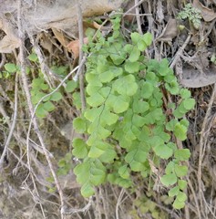 Adiantum jordanii image
