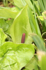 Arum maculatum