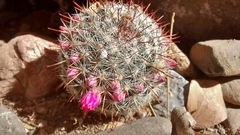 Mammillaria jaliscana