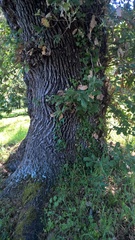 Quercus pubescens