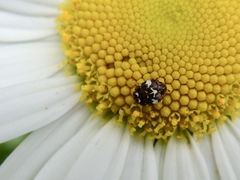 Anthrenus angustefasciatus
