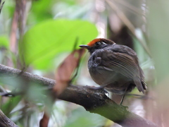 Conopophaga castaneiceps