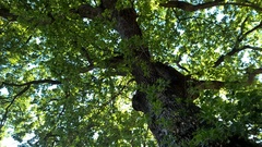 Quercus pubescens