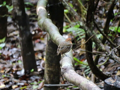 Conopophaga castaneiceps