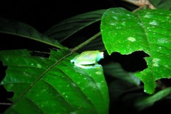 Cochranella granulosa