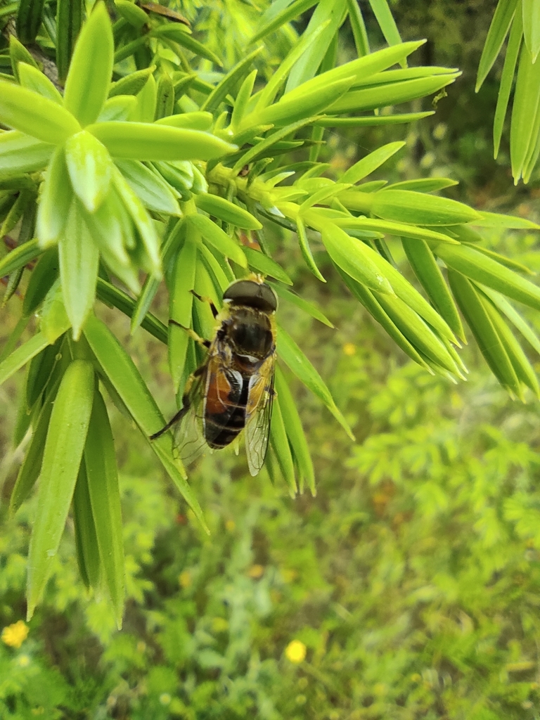 Eurasian Drone Fly
