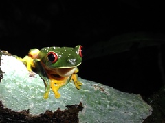 Agalychnis taylori