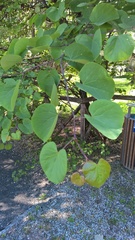 Cercis siliquastrum