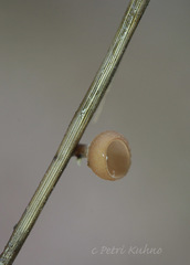 Myriosclerotinia dennisii