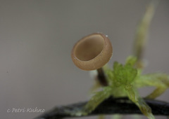 Myriosclerotinia dennisii