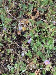 Erodium cicutarium