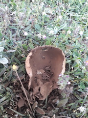 Lycoperdon utriforme utriforme