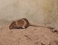 Chaetodipus artus