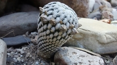 Mammillaria pectinifera